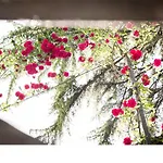 Alojamento de Acomodação e Pequeno-almoço Casa Fiorita 4*